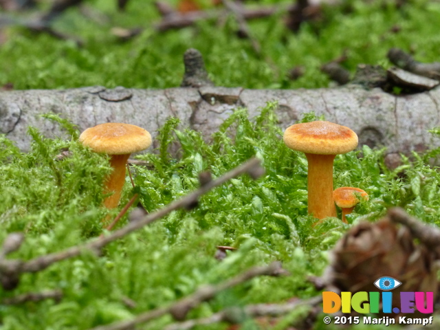 FZ020473 Tiny mushrooms